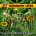 Cowboy Jim Band 7: Biere pflastern seinen Weg